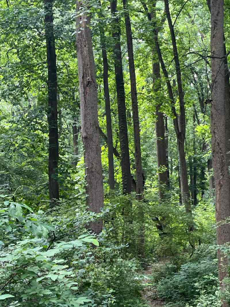 walking near me in McKaig Nature Education Center in summer