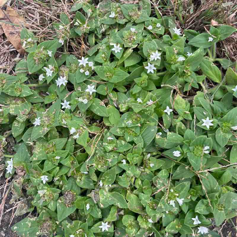 Ned  🇺🇸S.C. post 1