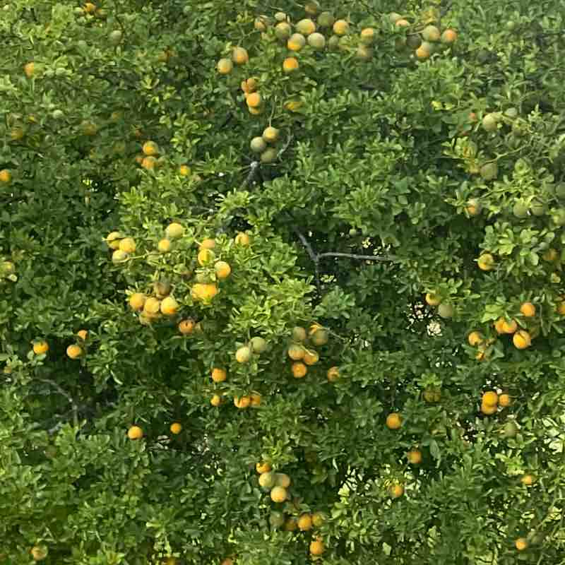 Ned  🇺🇸S.C. post 1