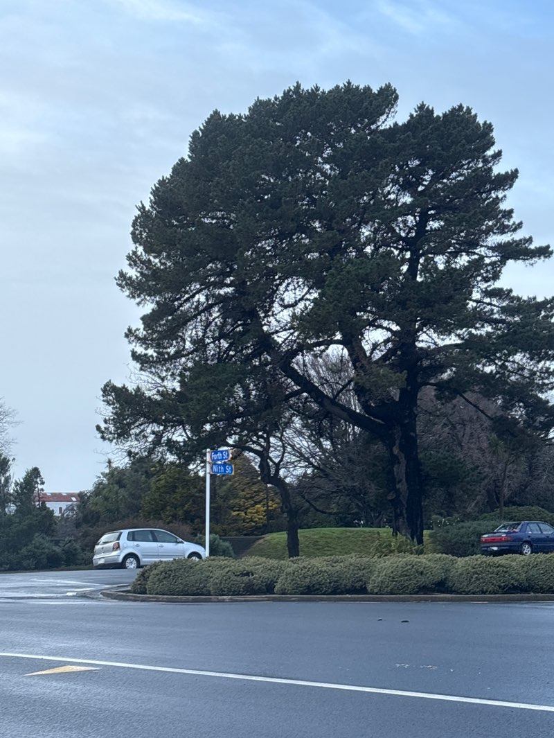 walking near me in Otepuni Gardens in winter
