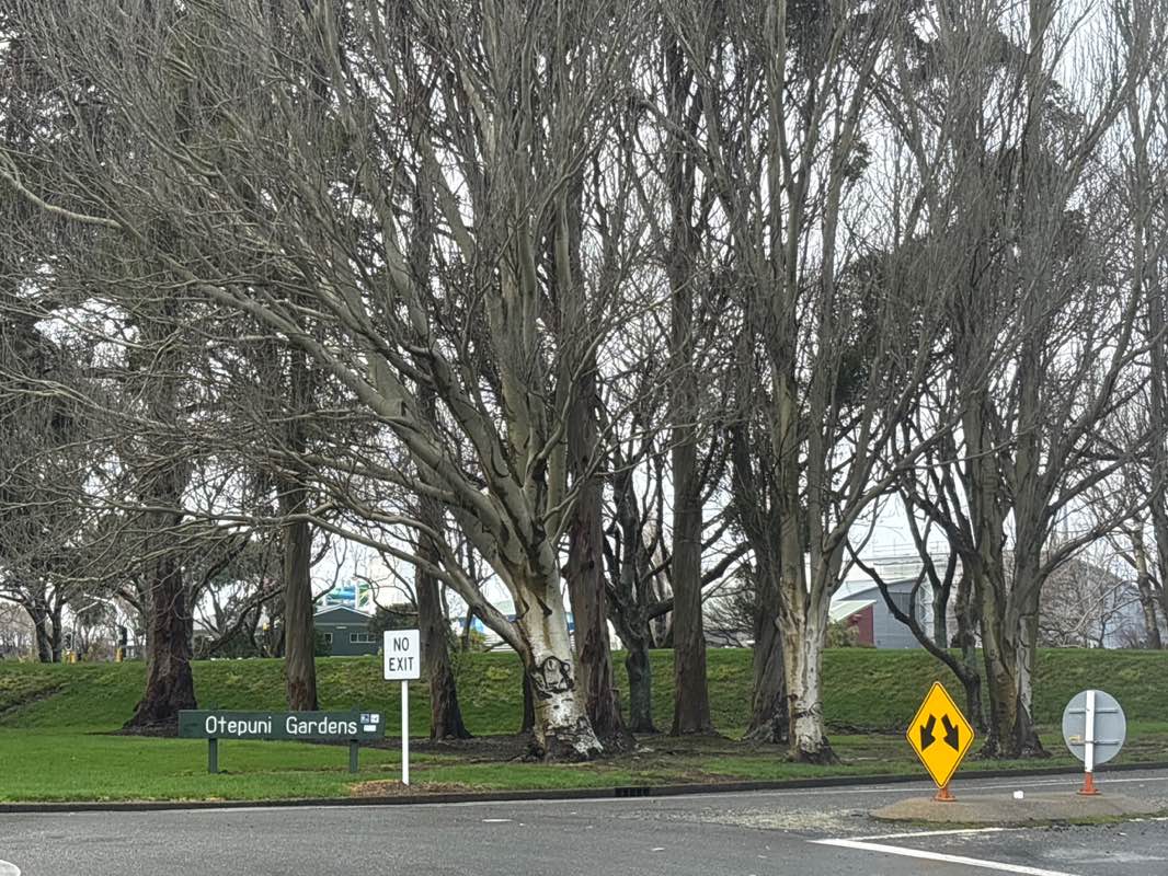 walking near me in Otepuni Gardens in winter
