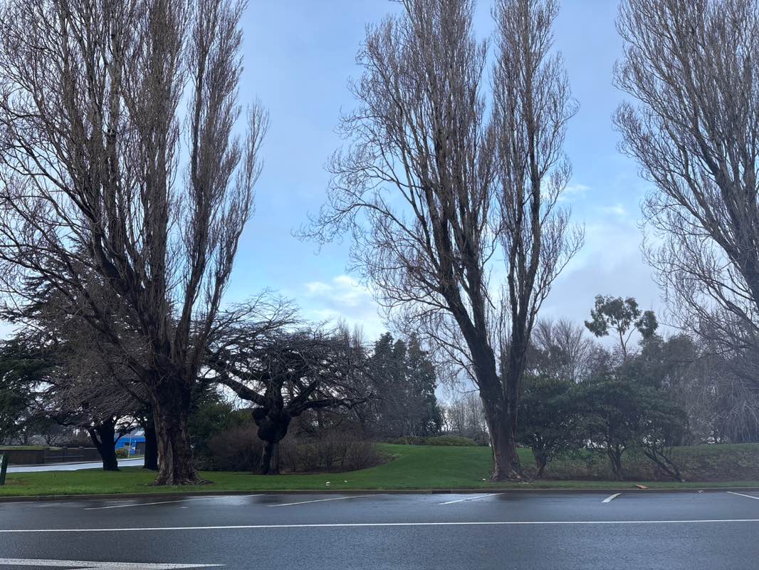 walking near me in Otepuni Gardens in winter