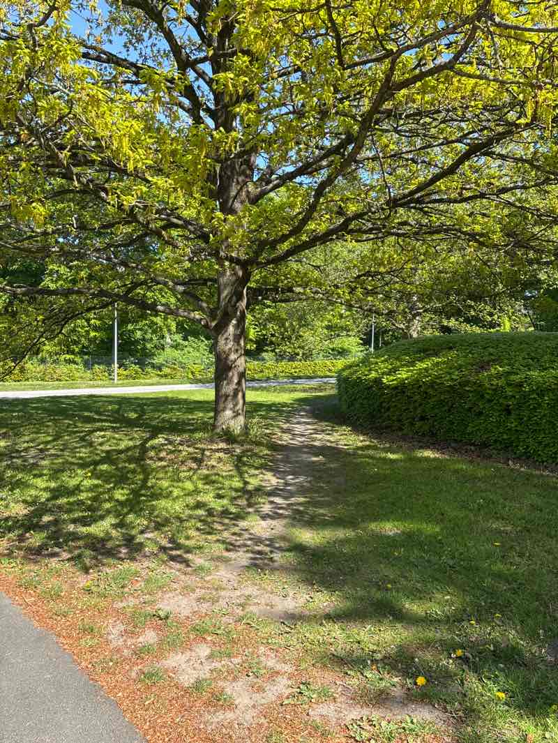 walking near me in Marselisborg Slotspark in spring