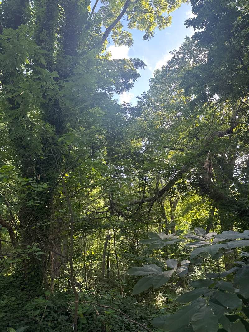 walking near me in Wissahickon Valley Park in summer