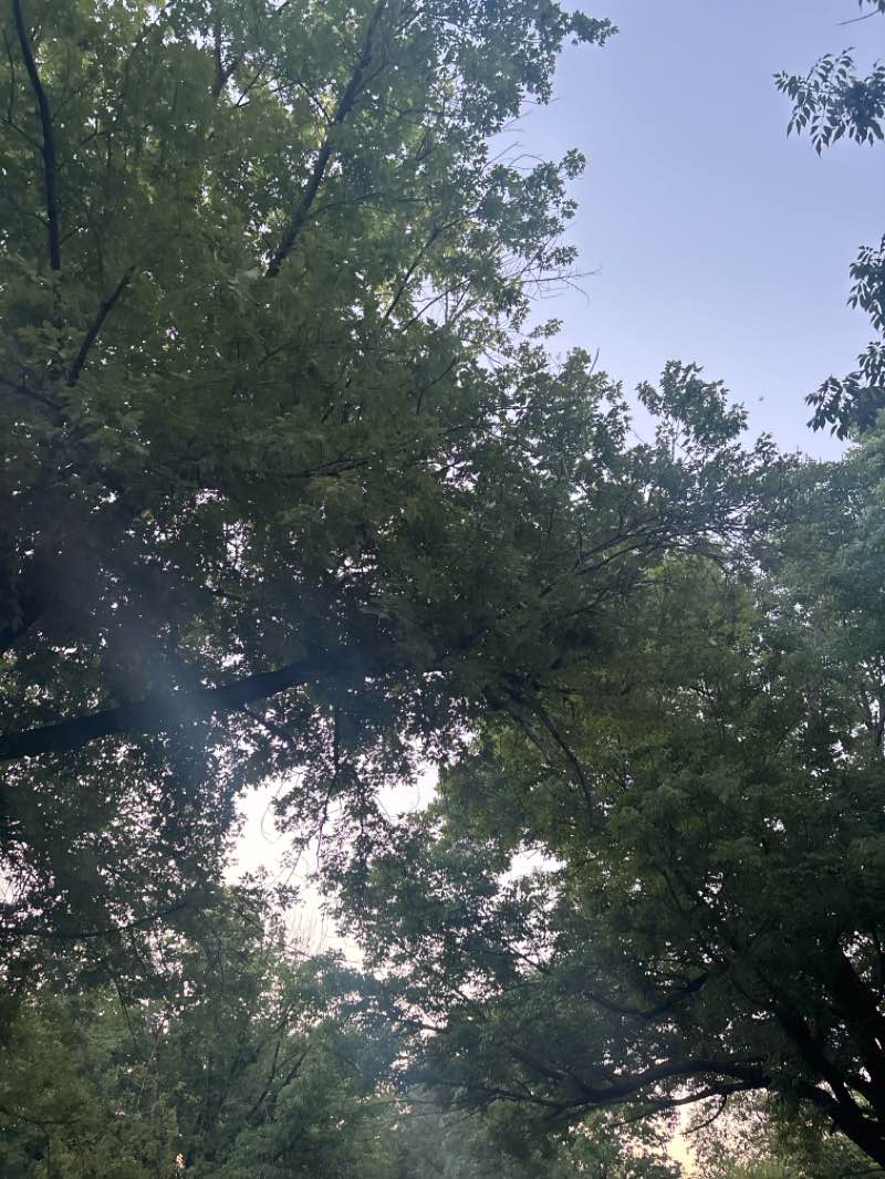 walking near me in Robison Park in autumn