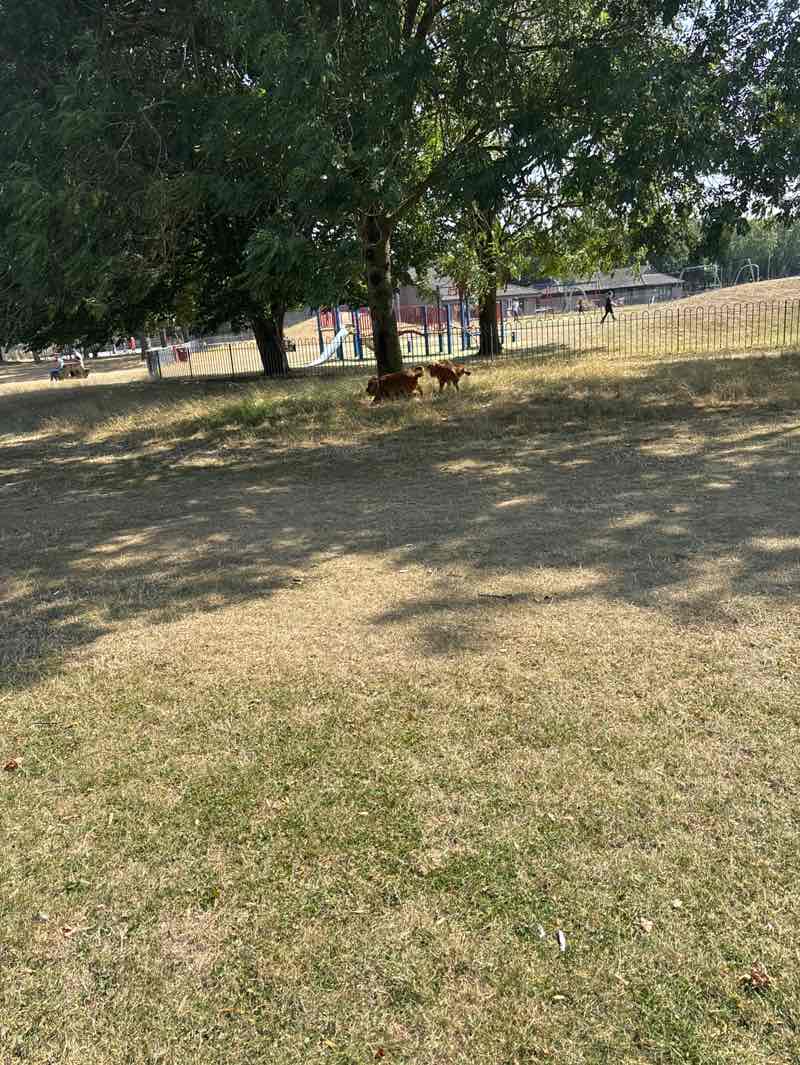walking near me in Muscliff Park in autumn
