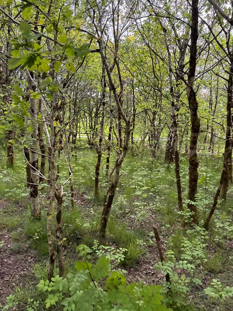 walking near me in Allt Nant-y-Ci Recreation Park in spring