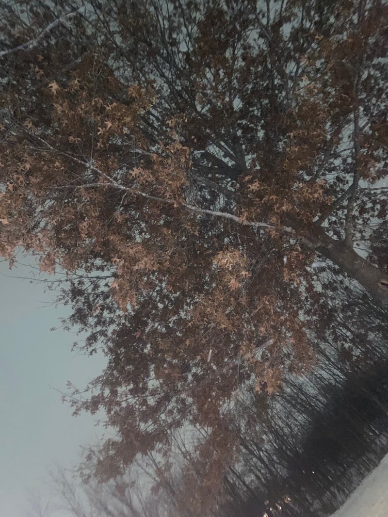 walking near me in Arrowhead Park in winter