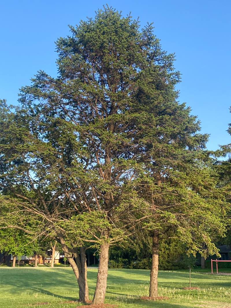 walking near me in Terrace Park in summer