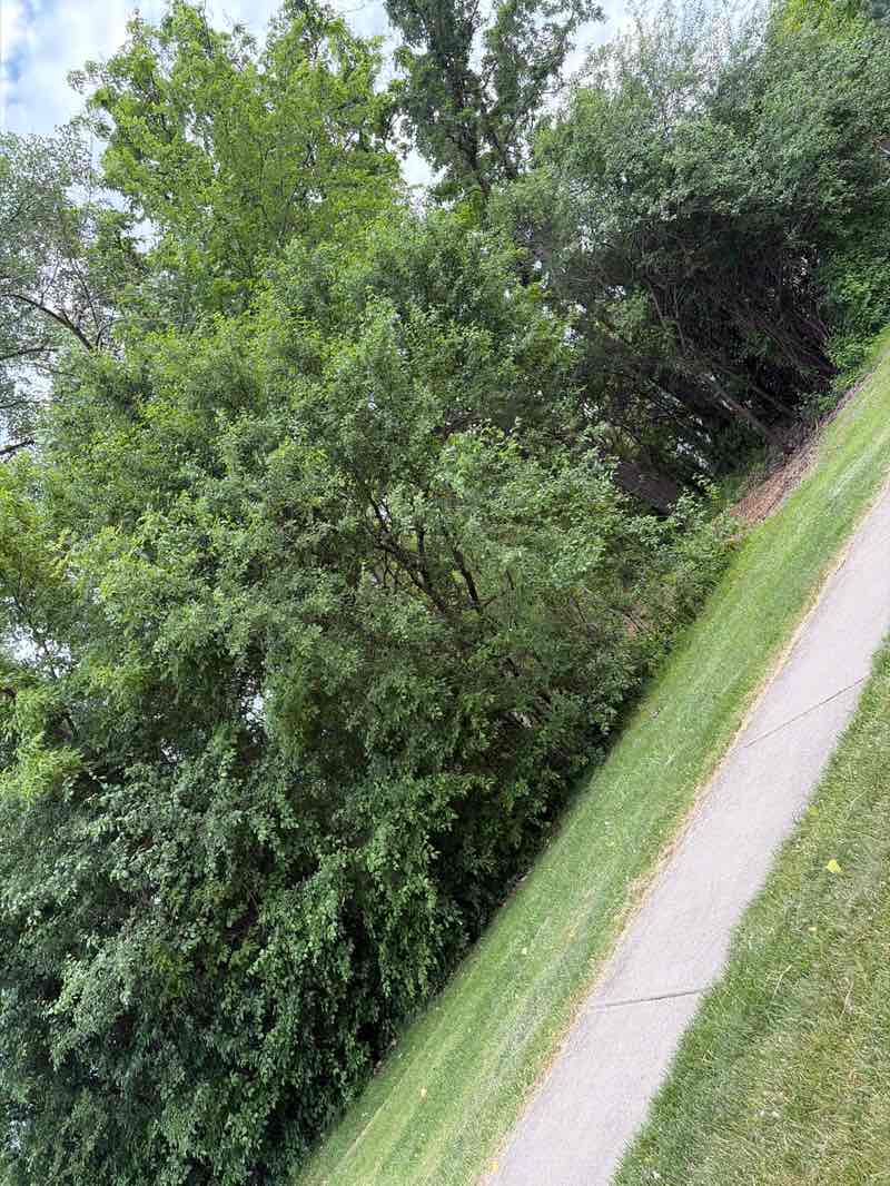 walking near me in Brookfield Park in summer