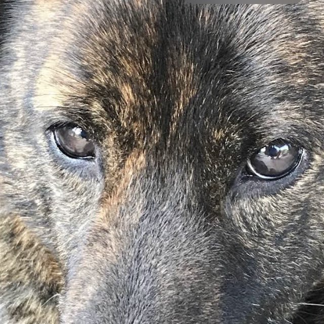 甲斐犬1332 profile