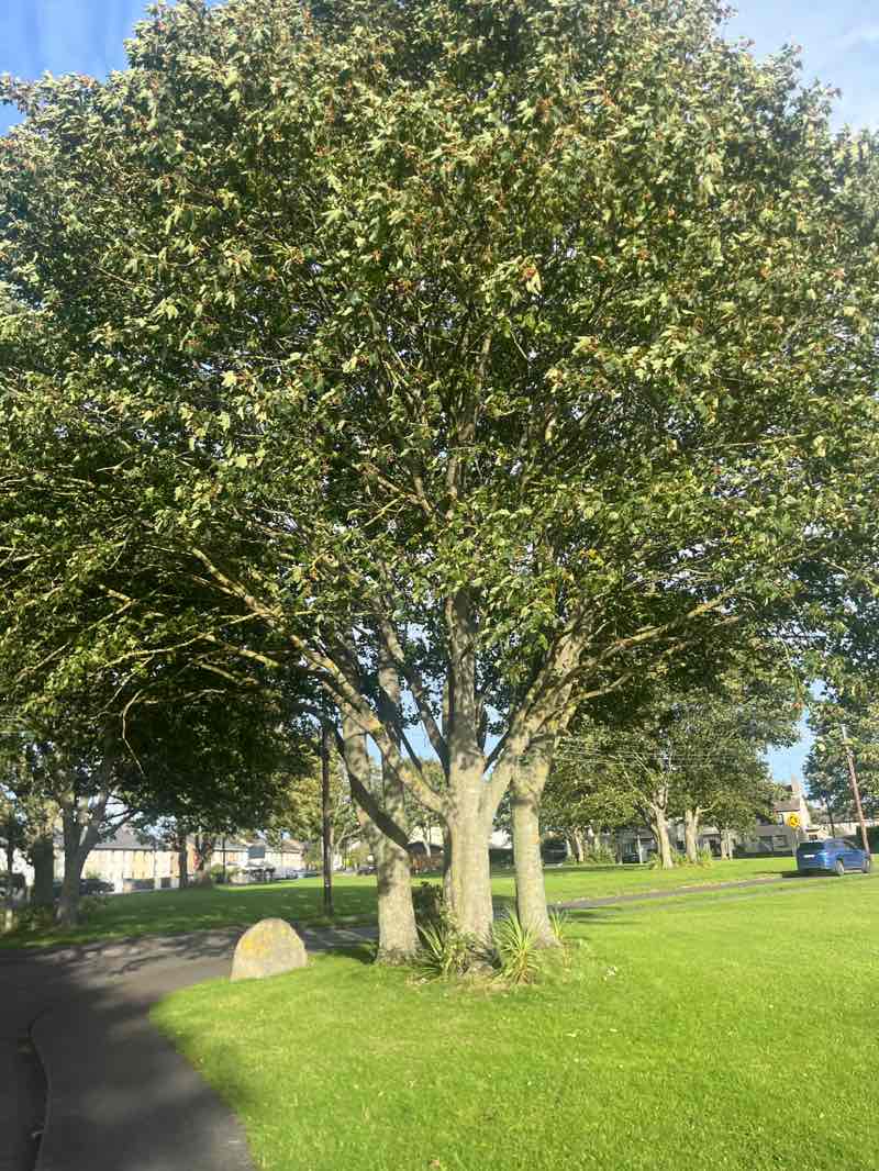 walking near me in Charlie Moore Memorial Park in autumn