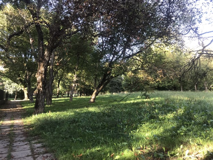 walking near me in Parco Pietro Nenni in autumn
