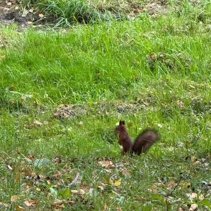 PacerЛейди_1986 post 3