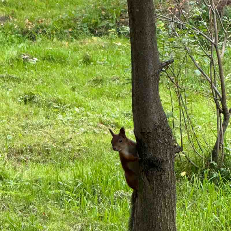 PacerЛейди_1986 post 2