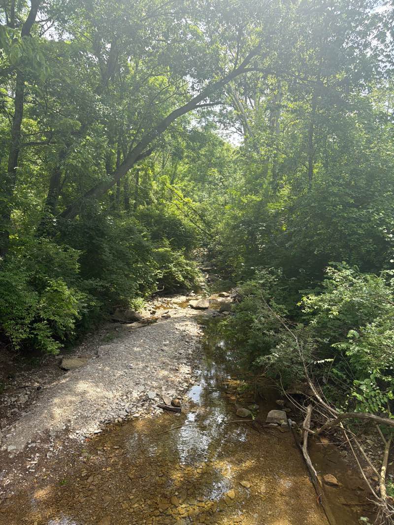 walking near me in Magee Park in summer