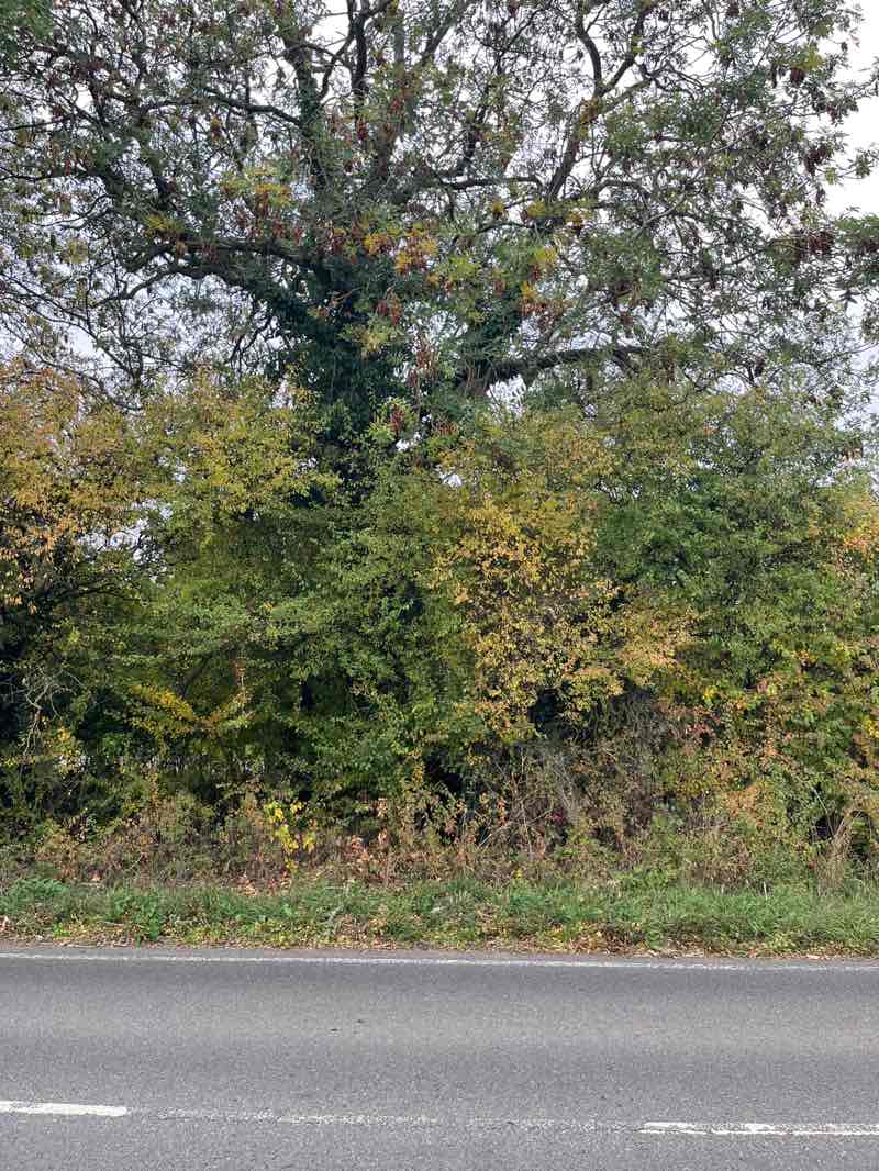 walking near me in Monksmoor Park in autumn