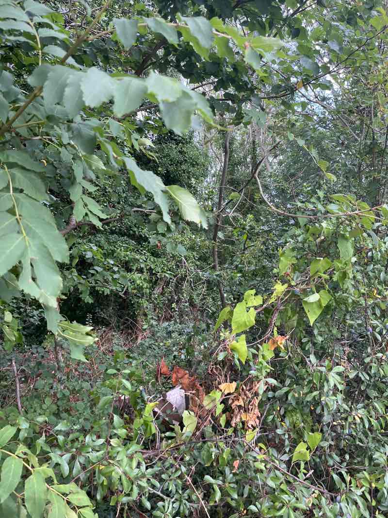 walking near me in Black Pad in autumn