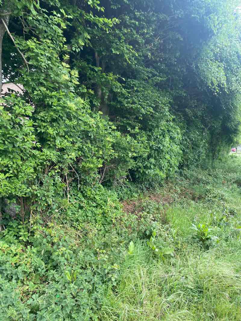 walking near me in Graham Crescent Park in summer