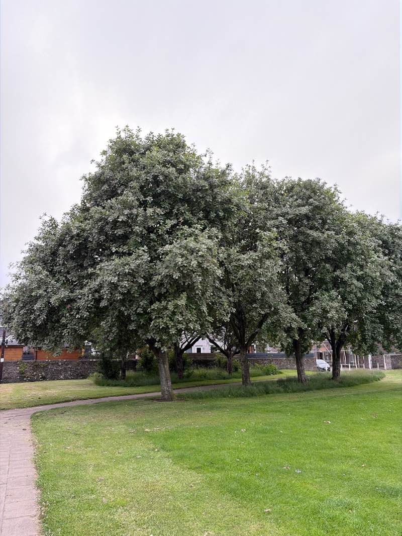 walking near me in Market Muir in summer