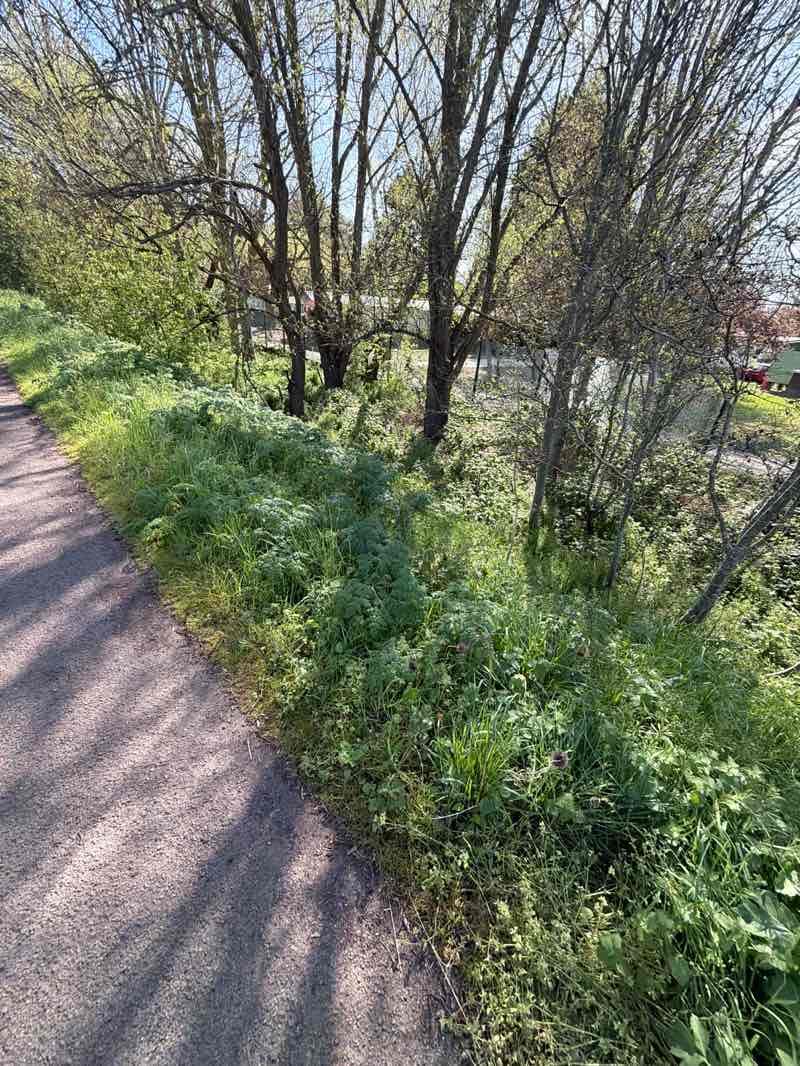 walking near me in Longford Avenue Linear Open Space in spring