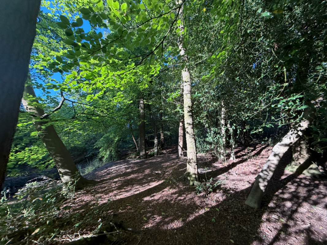 walking near me in Colehill Triangle (Woodland) in spring