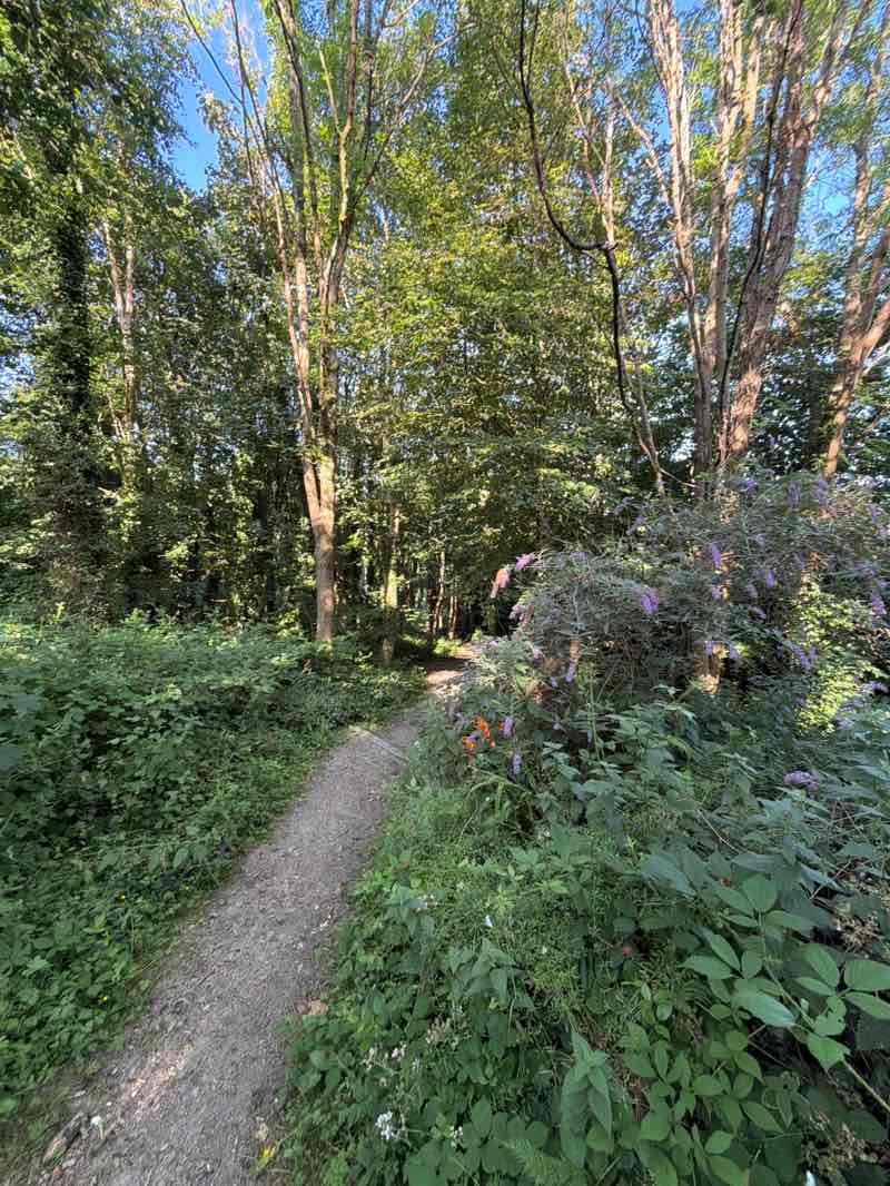 walking near me in Tuckingmill Valley Park in summer