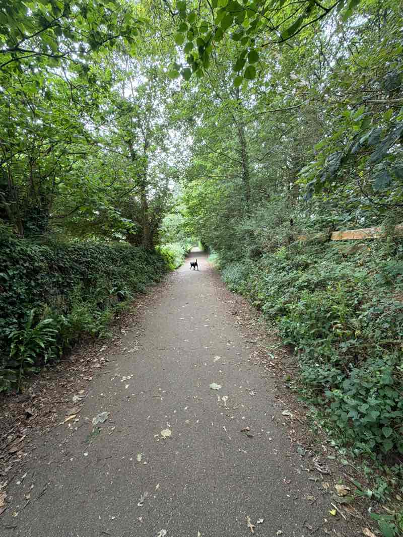 walking near me in Manningham Woods in summer