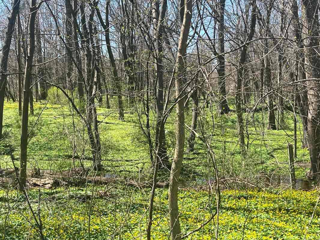 walking near me in Sims Park in winter