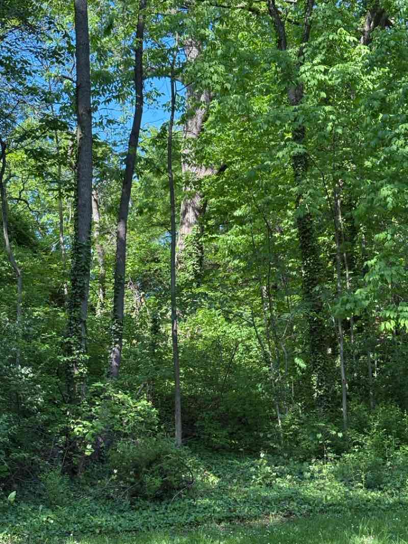 walking near me in Rockefeller Park in spring