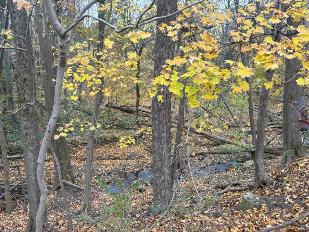 walking near me in Cumberland Park in autumn