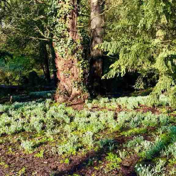 Nature Celts 3🌳🐝🦢🐎💐🌌🌟 Jim fae Rushden🏴🏴 post image