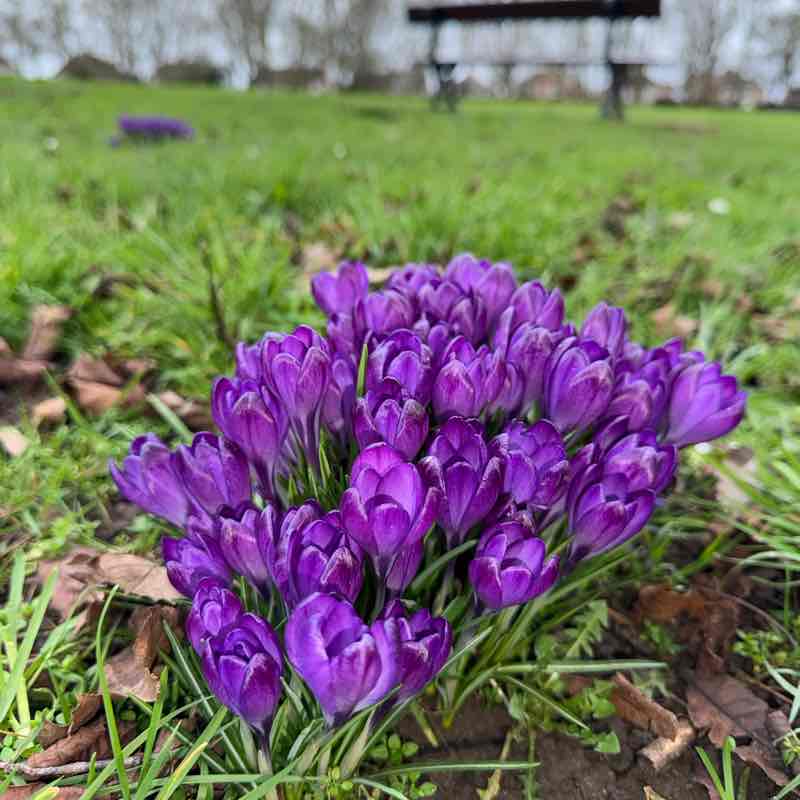Nature Celts 3🌳🐝🦢🐎💐🌌🌟 Jim fae Rushden🏴🏴 post image
