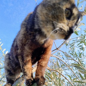 Nello Alessio 🇨🇮