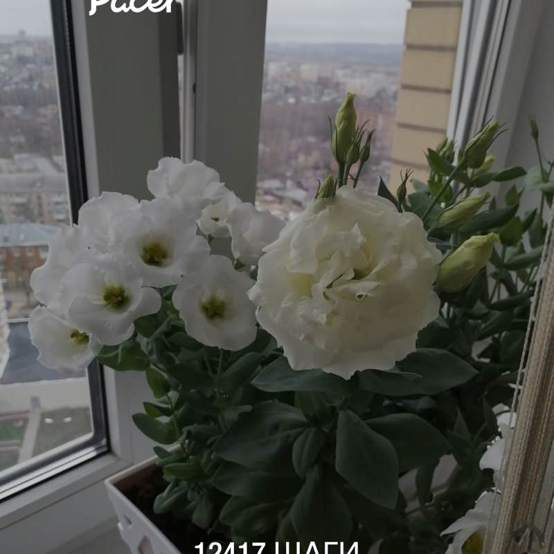 Anastasia post 1