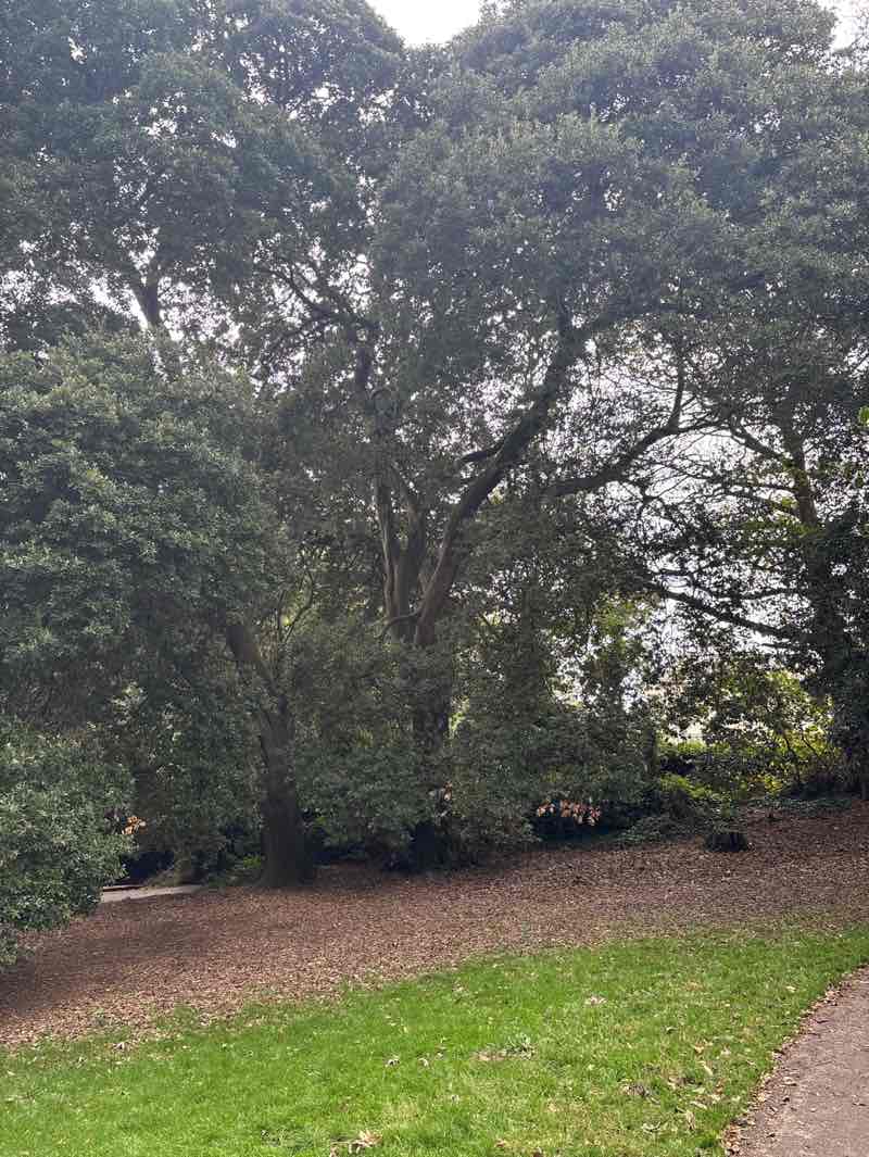 walking near me in Mutley Park in autumn