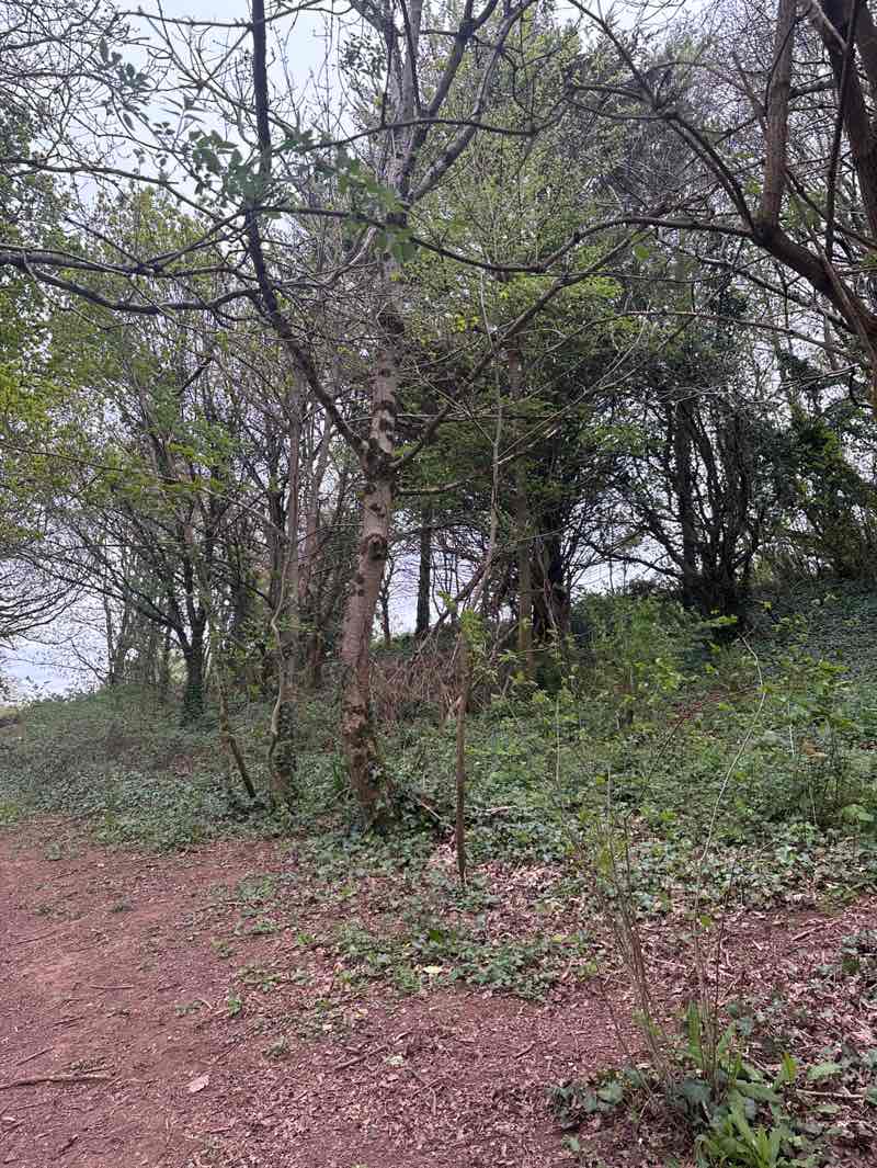 walking near me in Radford Park in spring