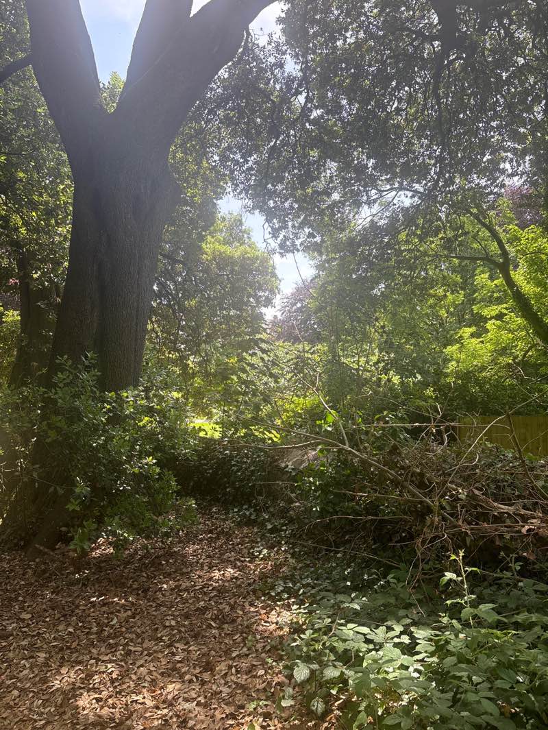 walking near me in Mutley Park in summer