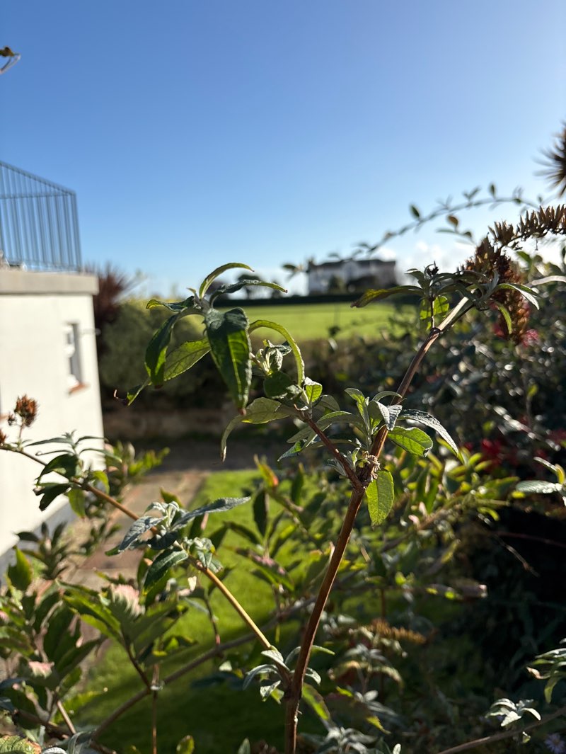 walking near me in Waterloo Square in autumn