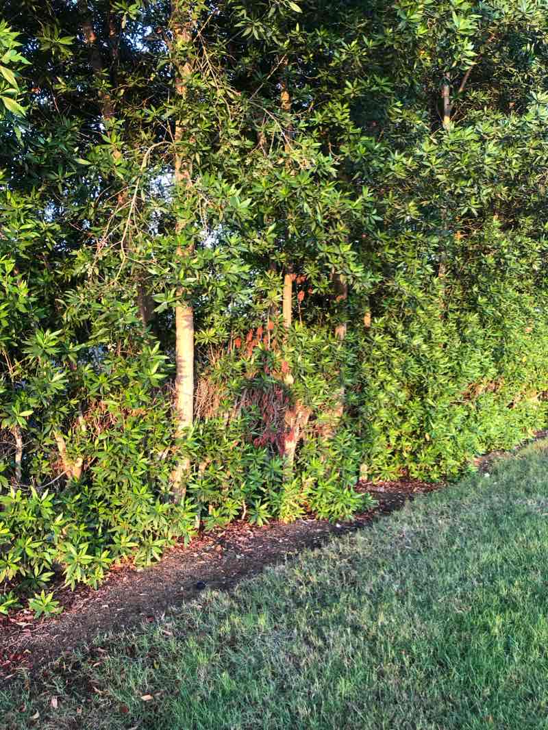 walking near me in Attahlia Park in winter