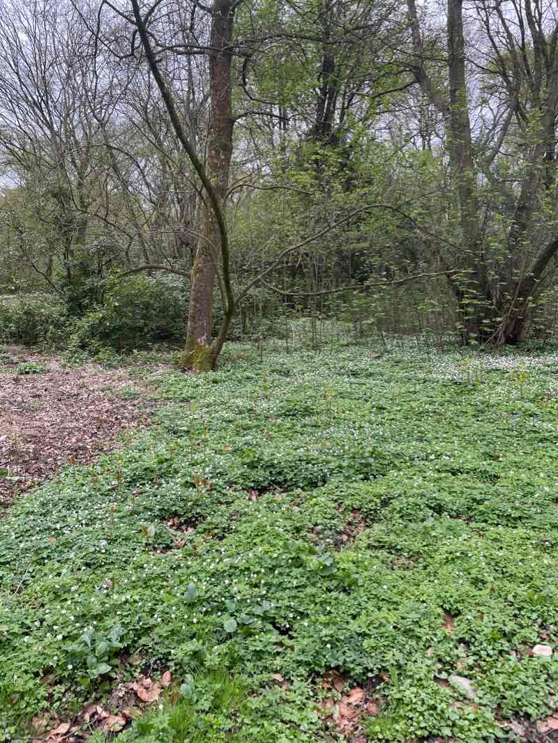 walking near me in Fredenbaumpark in winter