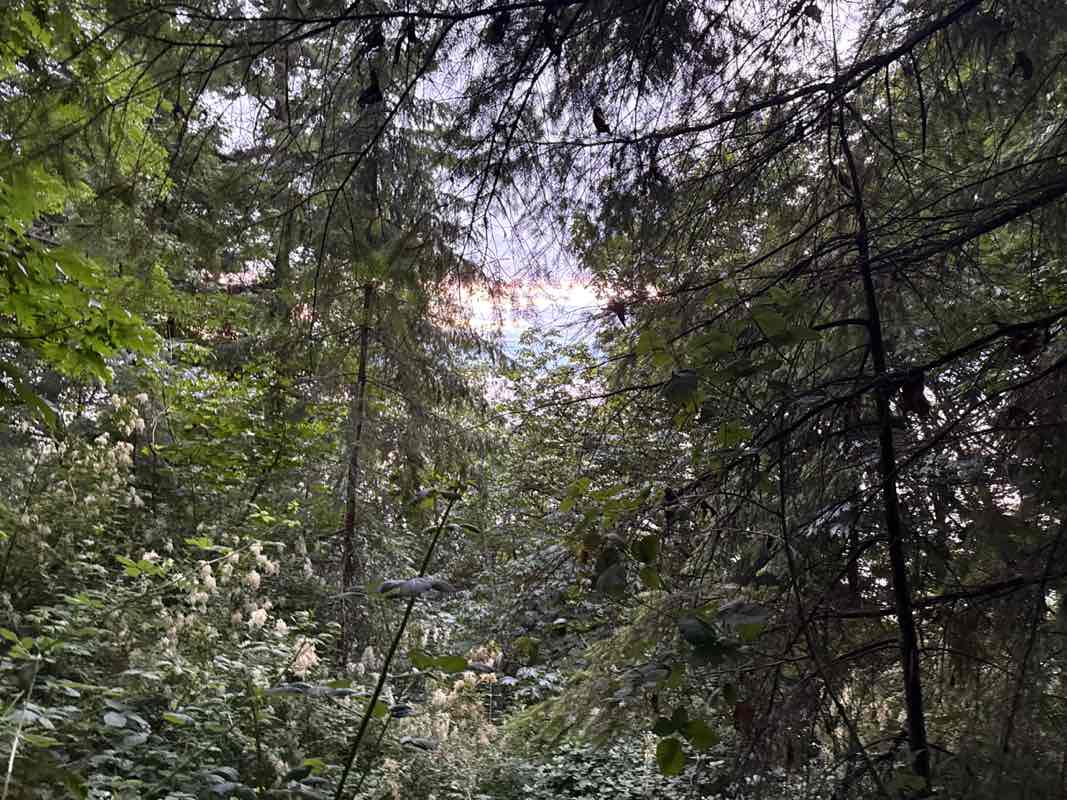 walking near me in Lincoln Park in summer