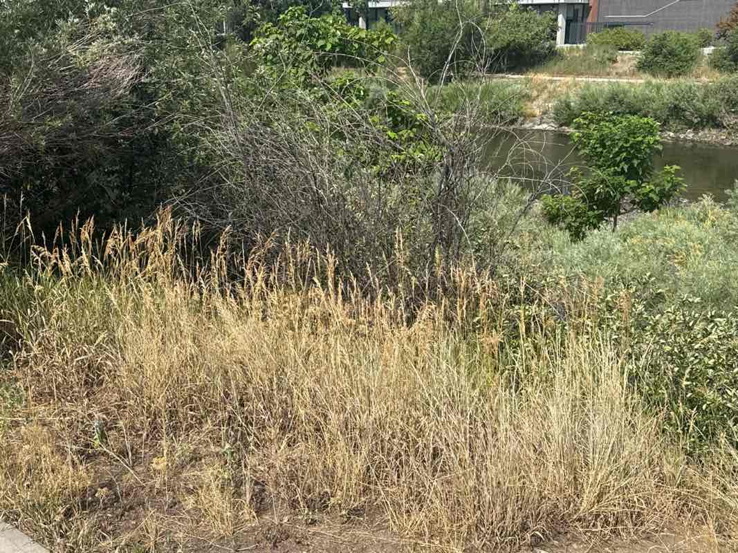 walking near me in Commons Park in summer