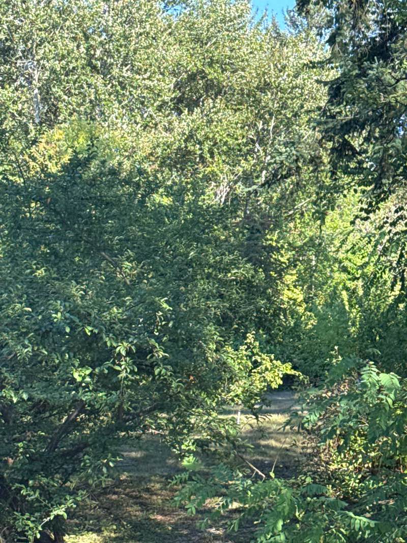 walking near me in Sonju Park in autumn