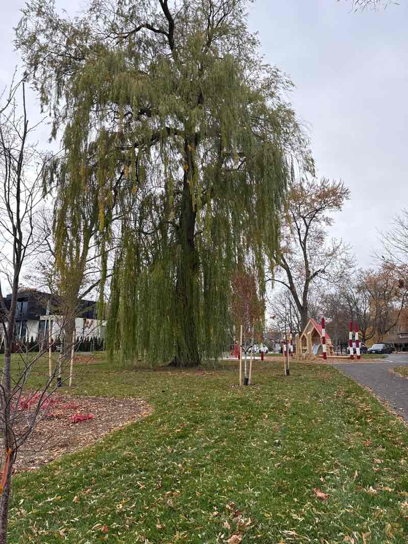 walking near me in Port Nelson Park in autumn
