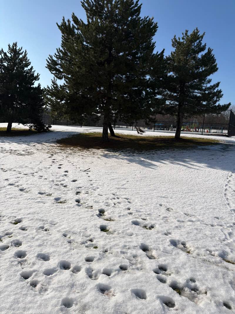 walking near me in Rosedale North Park in winter
