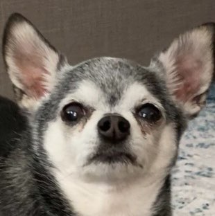 JuliánVergatario profile