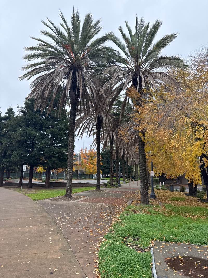 walking near me in Albert Park in winter