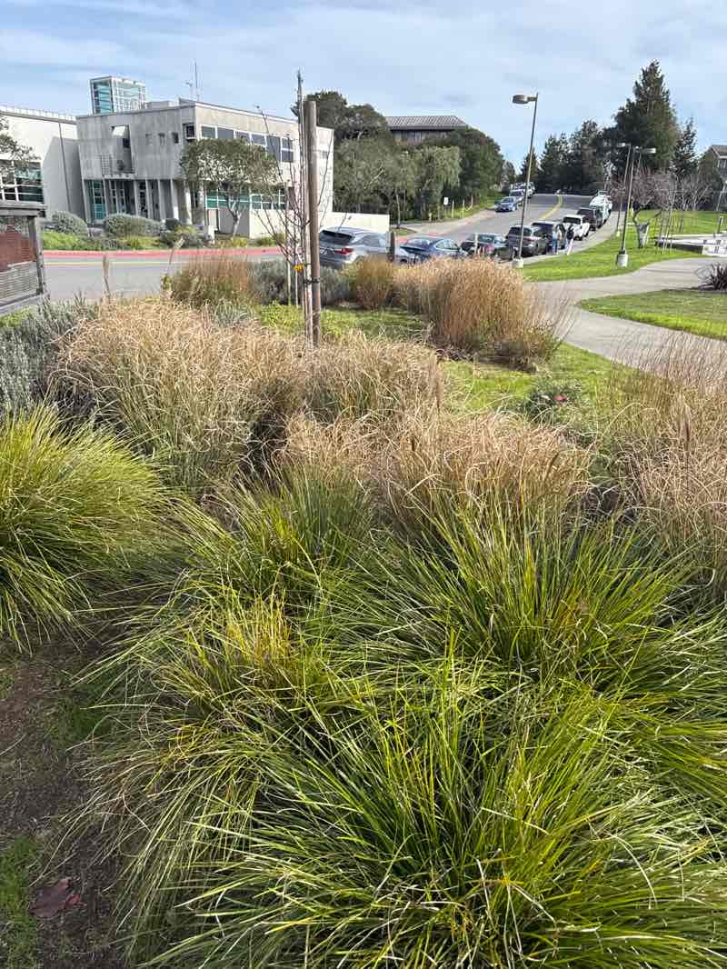 walking near me in Niven Park in winter