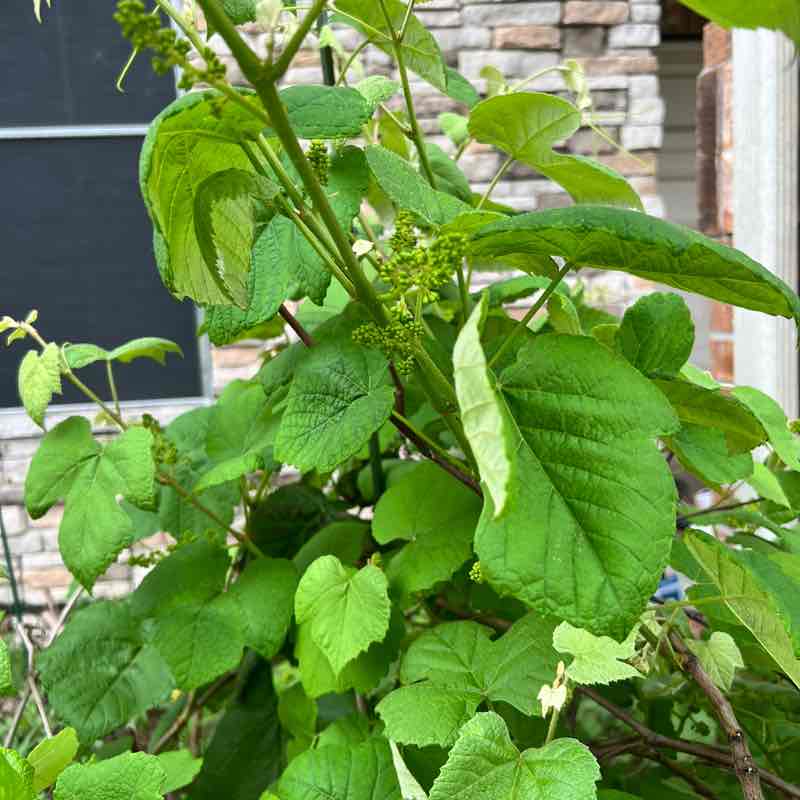 PacerPal-Kavi🕉🗽 post 2